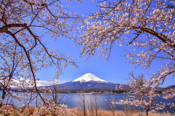 河口湖から桜と富士山