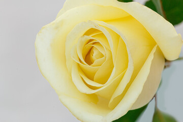 Beautiful yellow roses soft with white background
