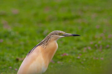 big water bird on grass, Squacco Heron, Ardeola ralloides