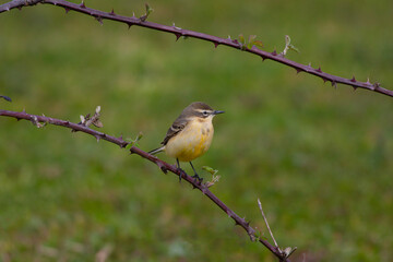 Obraz premium bird looking around in woodland, Western Yellow Wagtail, Motacilla flava