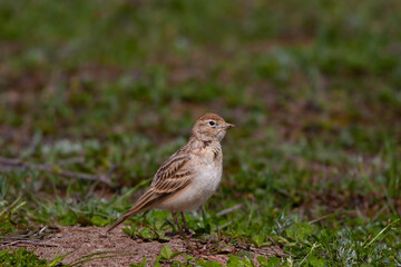 bird on the grass,  Greater Short-toed Lark, Calandrella brachydactyla	
