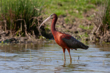 big water bird feeding in the pond, Glossy Ibis, Plegadis falcinellus	