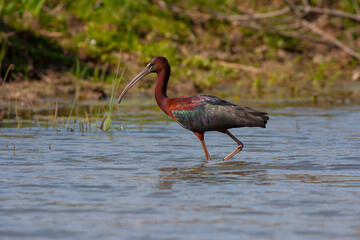big water bird feeding in the pond, Glossy Ibis, Plegadis falcinellus	