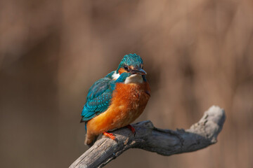 colorful bird spying on its prey on dry branch,Common Kingfisher, Alcedo atthis