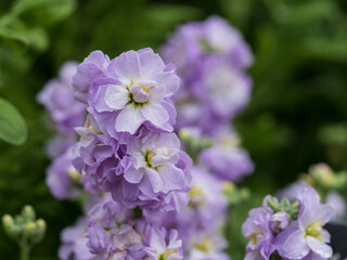 淡紫のストックの花