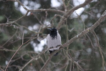 Hooded crow on branch in snowstorm