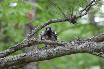 Hooded crow fledgling on branch