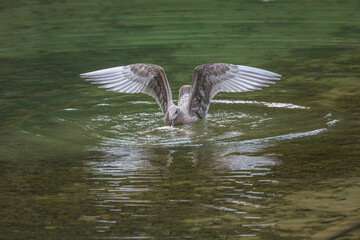 Short-billed gull (Larus brachyrhynchus) juvenile with wings spread scavenging on a dead salmon in a river in southeast Alaska