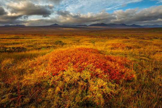 Arctic tundra in autumn colors in the vicinity of Nome, Alaska