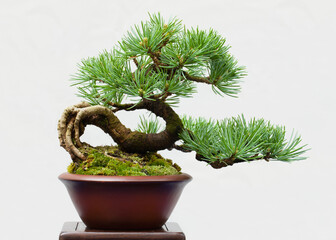 花台の五葉松の盆栽