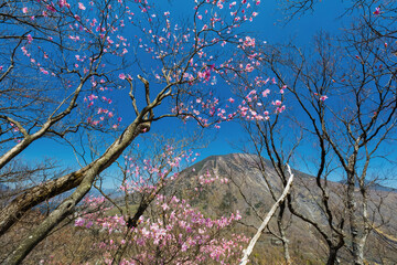 ヤシオツツジ咲く森と男体山