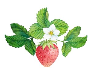 Strawberry plant with red berries, watercolor painting. Design for groceries, farm products, tea, natural cosmetics. Summer garden design element.