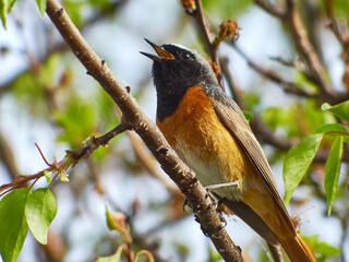 Redstart on a tree. Common redstart. Phoenicurus phoenicurus. Gartenrotschwänzchen.