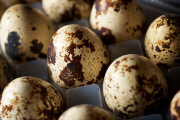 Obraz premium Quail eggs in a plastic box.