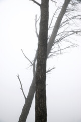 Trees between the fog, Zaragoza province in Spain.