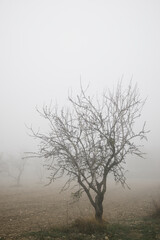Fruit trees between the fog, Zaragoza province in Spain.