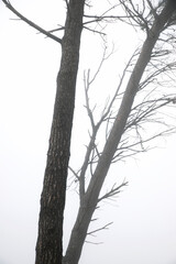 Fototapeta premium Trees between the fog, Zaragoza province in Spain.