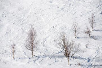Leafless trees on a snow-covered hillside in Tena valley, Pyrenees.