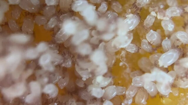 Microscope View of Flour mite (acari) Acarus sp. , family Acaridae.