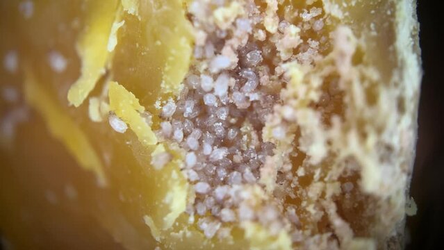 Cheese Mites Living On Cheese Surface. macro
