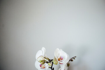 Close-up of White Orchid Against Gray Wall with Negative Space