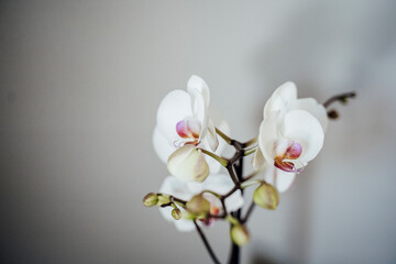 Close-up of White Orchid Against Gray Wall