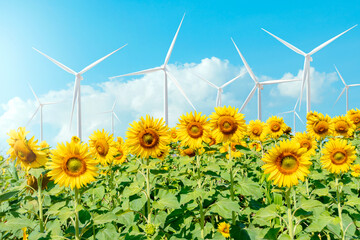 sunflower field and wind turbine electric generator on blue sky.new generation of power.clean and environmental friendly	