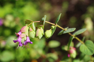 Lebiodka Amethyst Falls Origanum oregano © Perovskia