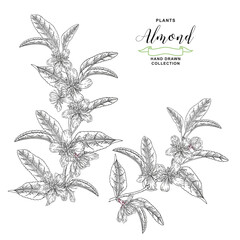 Almond plant. Hand drawn almond branches with flowers. Vector botanical illustration. Black and white vitage style.