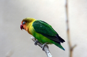 ルリゴシボタンインコ