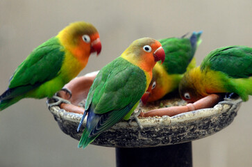 ルリゴシボタンインコ