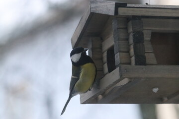 Great tit on feeder