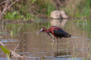 Naklejka premium big water bird feeding in the pond, Glossy Ibis, Plegadis falcinellus 