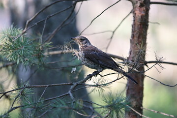 Fieldfare on branch