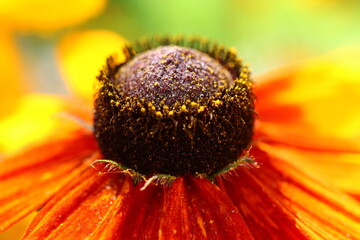 Rudbekia dwubarwna Rudbeckia hirta