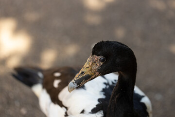 A female australian native wetlands waterbord the magpie goose (Anseranas semipalmata)