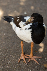 A female australian native wetlands waterbord the magpie goose (Anseranas semipalmata)