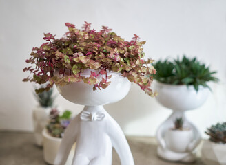 Potted House plant in white ceramic human like pot