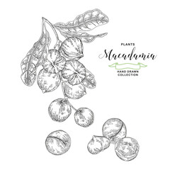 Macadamia nuts. Hand drawn Macadamia branch with nuts and leaves. Fresh and dried nuts set. Vector botanical illustration. Black and white vitage style.