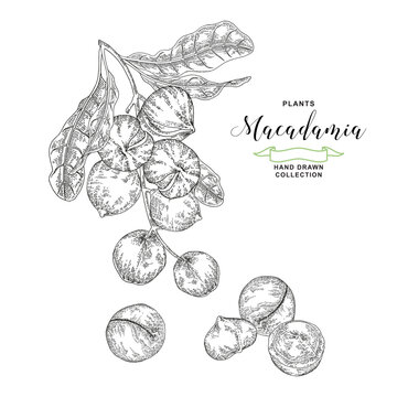 Macadamia nuts. Hand drawn Macadamia branch with nuts and leaves. Fresh and dried nuts set. Vector botanical illustration. Black and white vitage style.