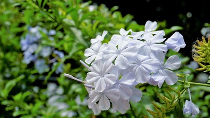 Plumbago auriculata also known as Cape Plumbago, Leaderwort, Blister leaf, Quaker Blossom etc