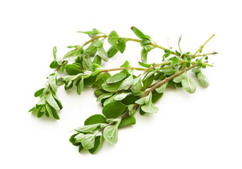 sweet marjoram leaves isolated on white background. fresh sweet marjoram leaves isolated on white background. sweet marjoram leaves            