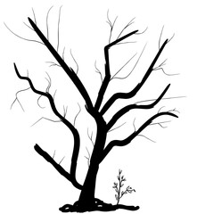 Dry tree shiloette