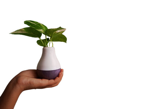 A hand is holding a led bulb with a money plant in it in a green background. Useful for green and eco energy and bioenergy businesses. 