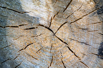 the texture of a sawn tree