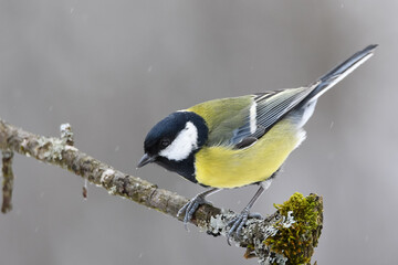 Big tit on moss and lichen