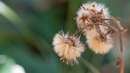 綿毛の1本1本を観察したい