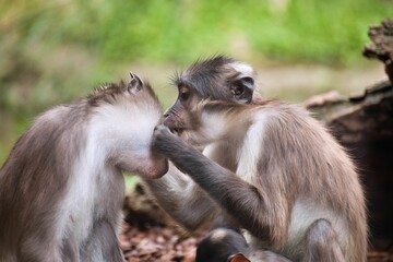whitetop manga mom laust her partner.