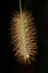 natural dried plant seed sac macro