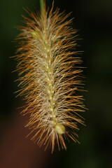 natural dried plant seed sac macro